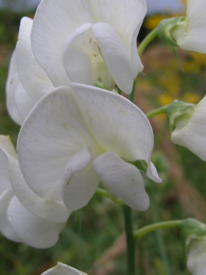 Lathyrus latifolius 'White Pearl' true